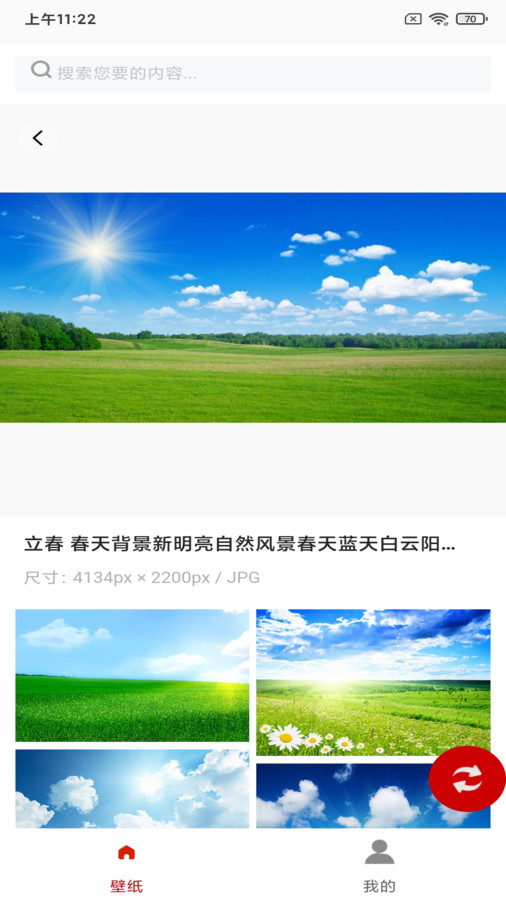 白鴿壁紙