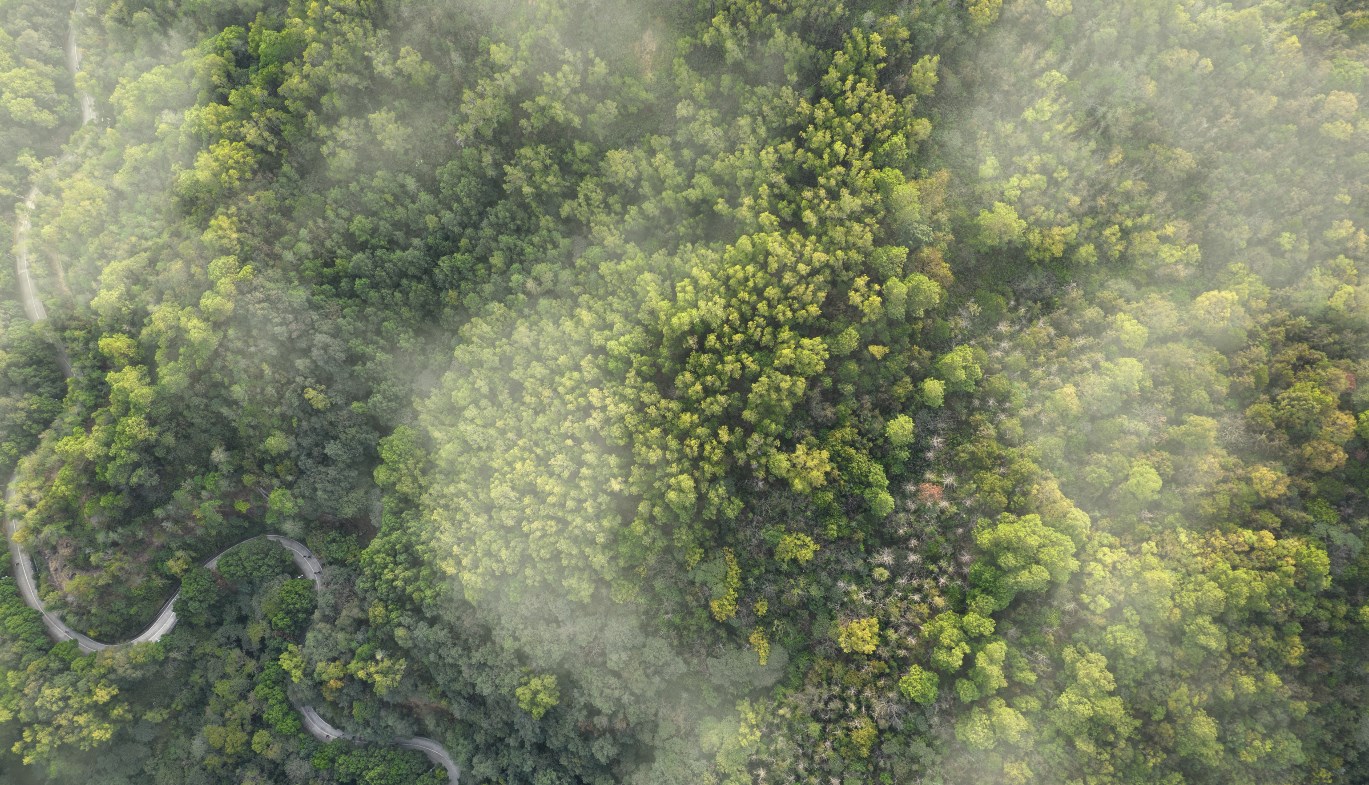 《Wallpaper Engine》俯瞰樹海風景動態壁紙