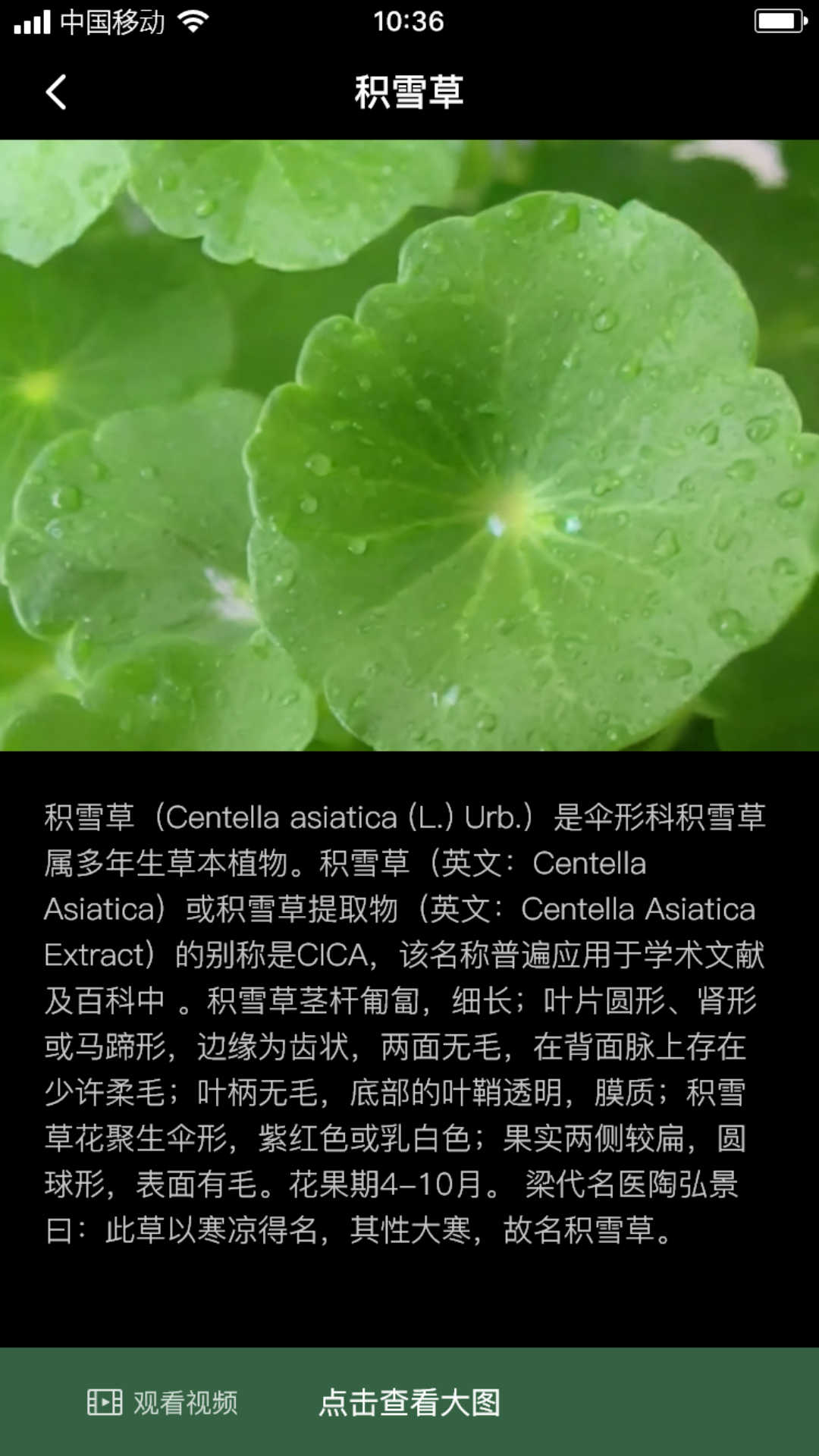 積學草