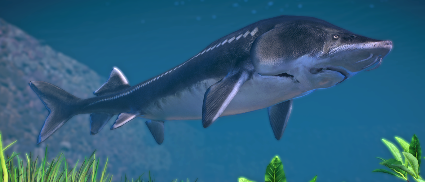 《動物園之星》增添達氏鰉魚作為新物種MOD