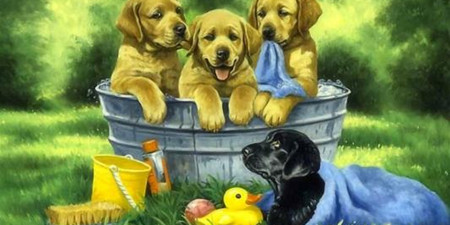 抖音最火的狗狗手游合集