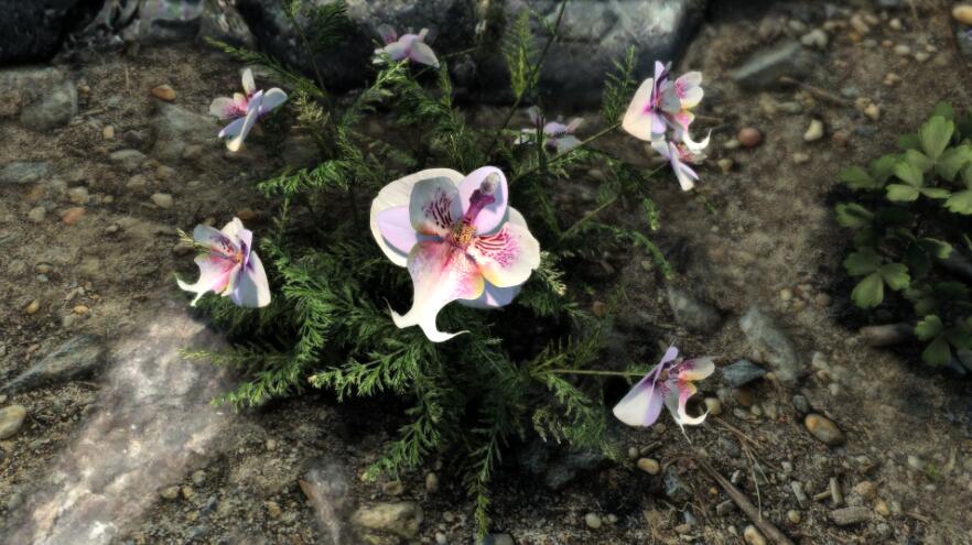 《上古卷軸5：天際重制版》高清3D龍舌蘭植物MOD