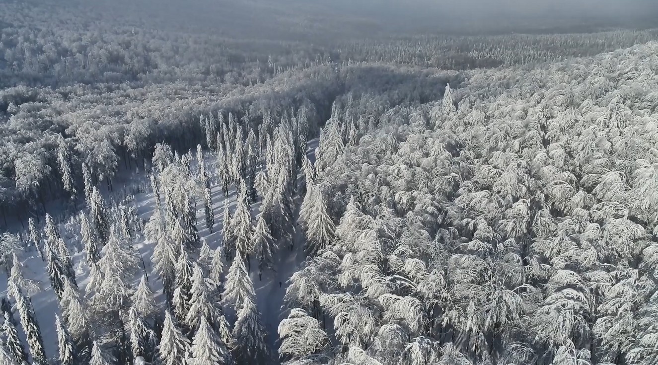 《Wallpaper Engine》雪山樹林航拍動態壁紙