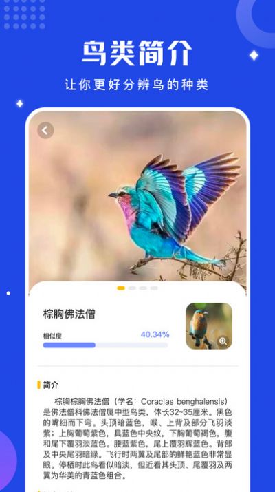 鳥語語言翻譯器