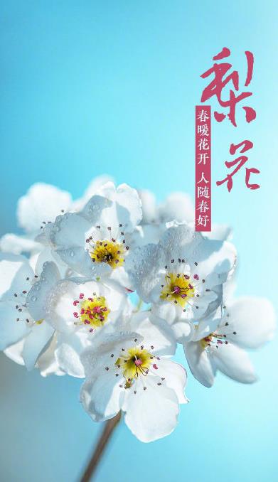 春花壁紙圖片高清