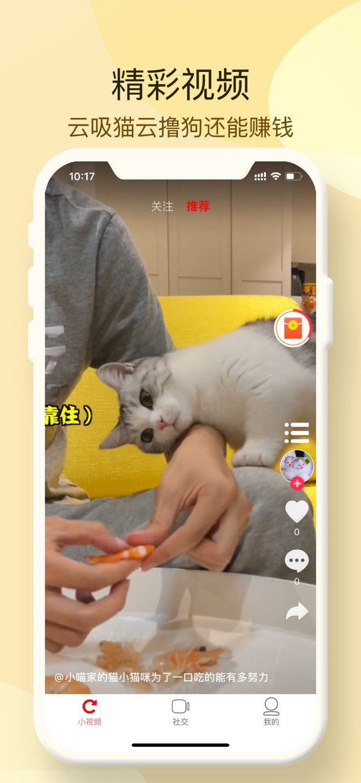 小萌貓