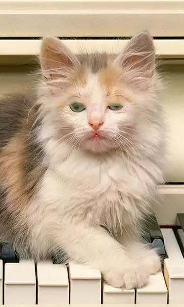 小貓壁紙