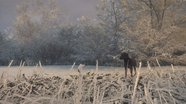 獵人：荒野的呼喚-拉布拉多尋回犬
