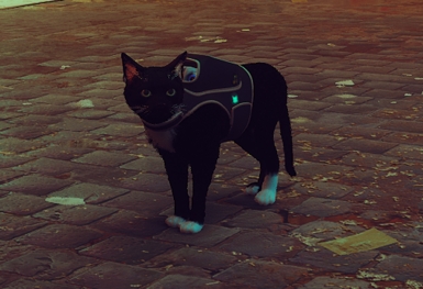 《Stray》白足黑貓MOD