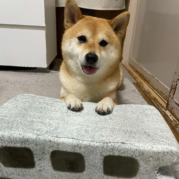 狗界影帝，柴犬被"磚塊"壓到表情很是逼真.