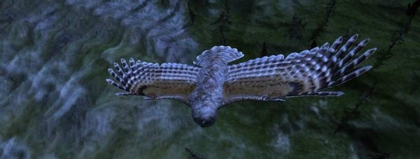 貓頭鷹狩獵之旅