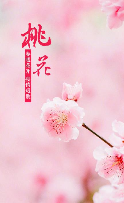 春花壁紙圖片高清
