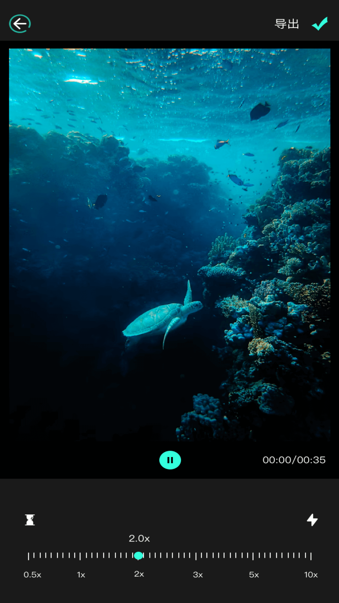魷魚視頻圖片