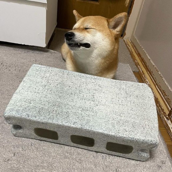 狗界影帝，柴犬被"磚塊"壓到表情很是逼真.