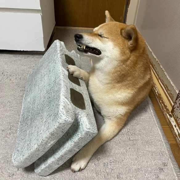 狗界影帝，柴犬被"磚塊"壓到表情很是逼真.