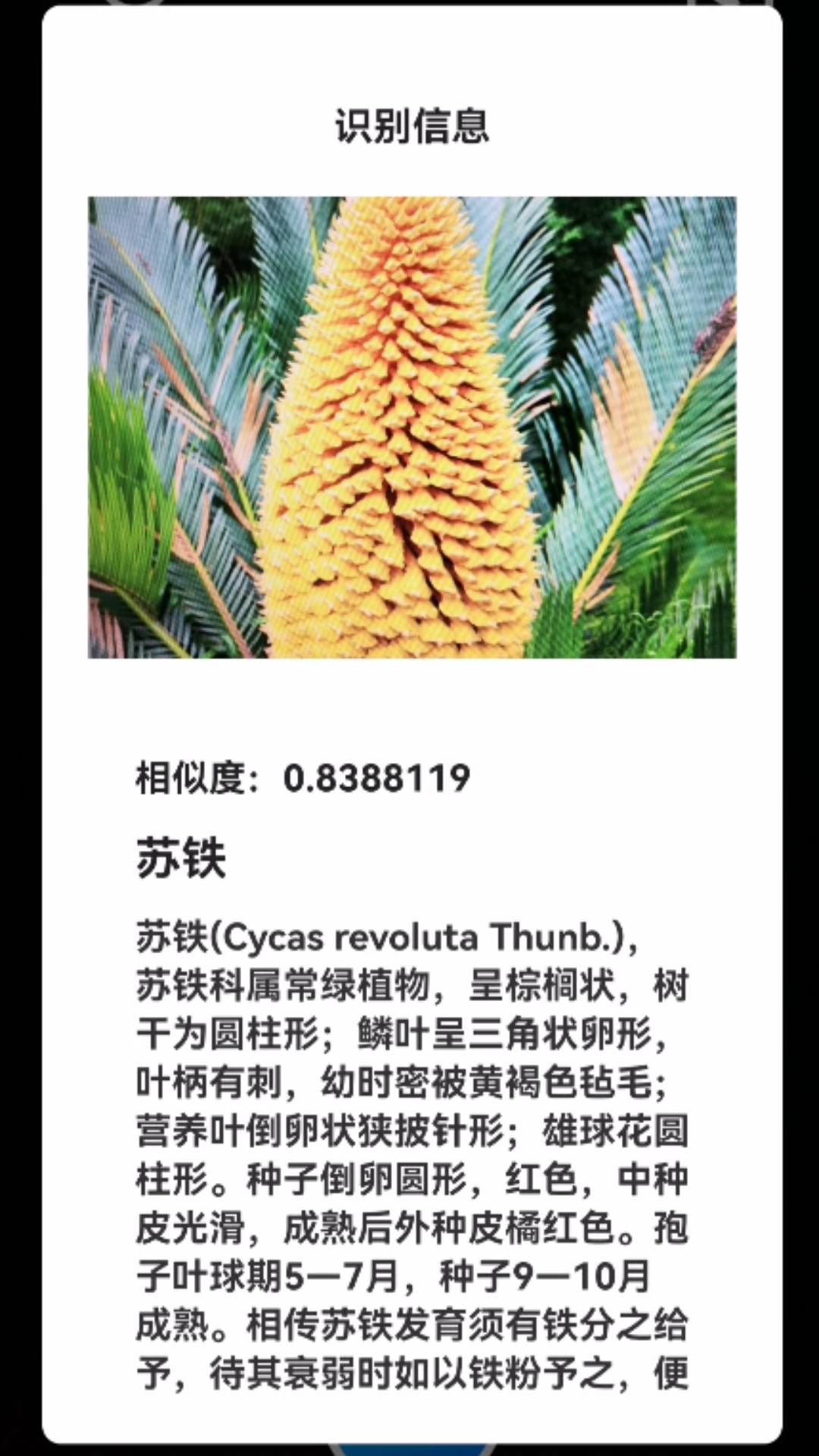君子蘭寶匣
