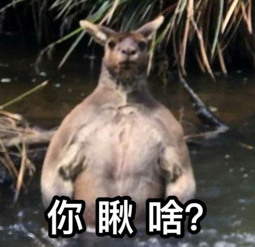 《抖音》袋鼠仰頭表情包分享