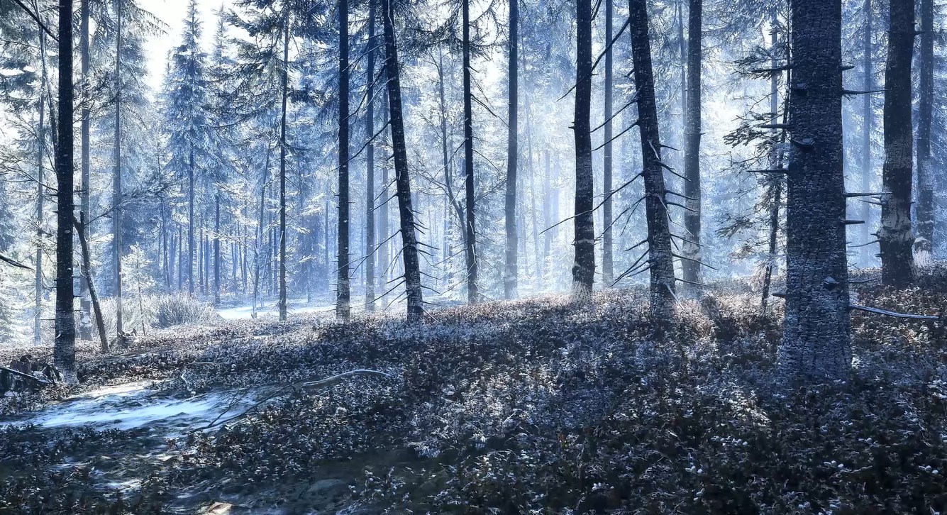 《Wallpaper Engine》荒野獵人的呼喚雪林游戲場景動態壁紙
