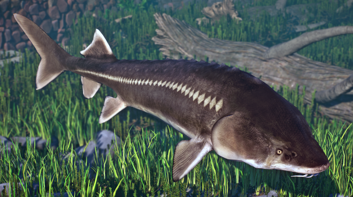 《動物園之星》增添達氏鰉魚作為新物種MOD