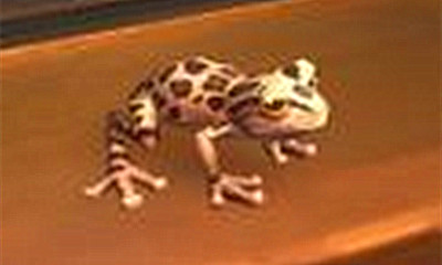 《魔獸世界》寵物逼真的蟾蜍獲取攻略