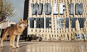 城市里的狼