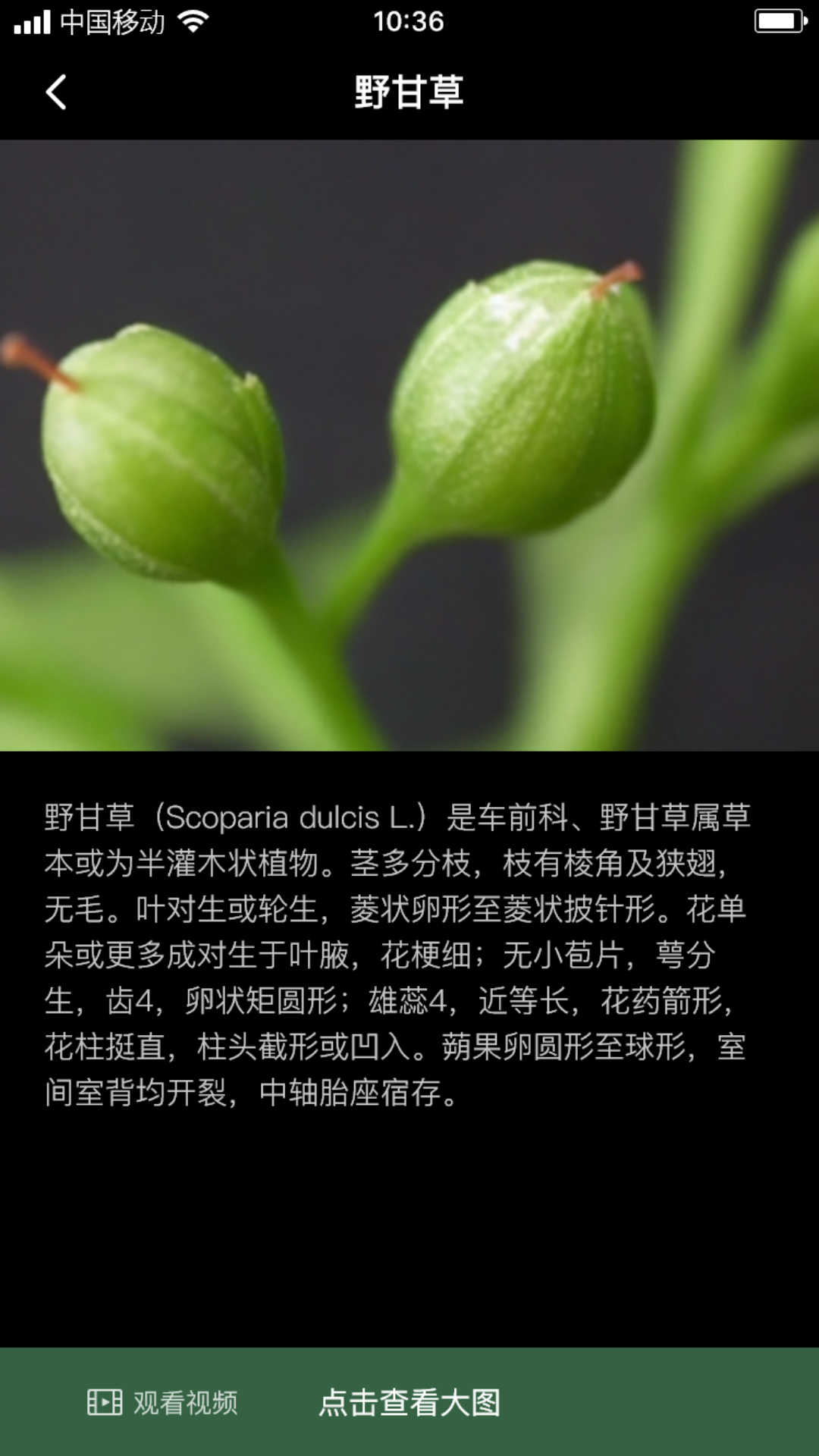 積學草