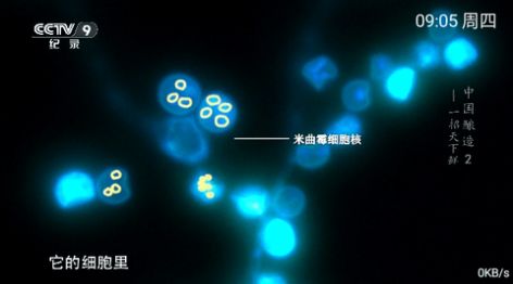 小樂TV