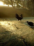 《荒野大鏢客2》澳大利亞喜鵲和烏鴉MOD