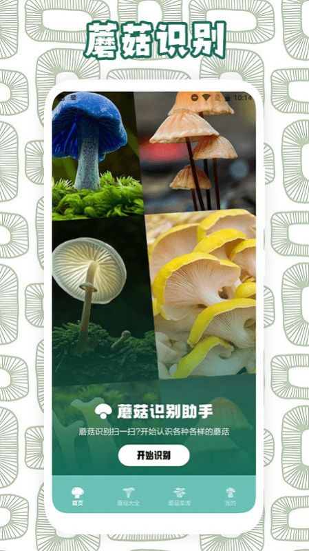 蘑菇識別助手