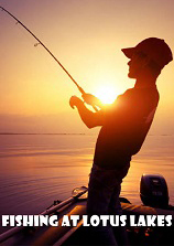 大明湖畔荷花釣魚