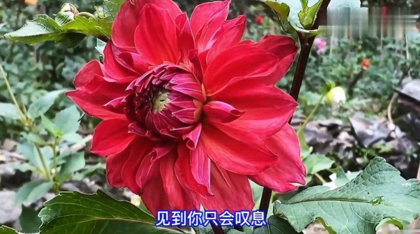 天堂鳥TV