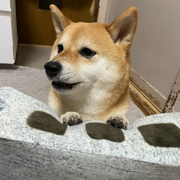 狗界影帝，柴犬被"磚塊"壓到表情很是逼真.