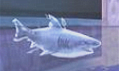 《魔獸世界》寵物幽靈鯊獲取攻略