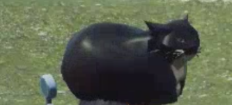 《巫師3：狂獵》把貓頂在頭上MOD