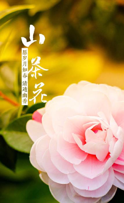 春花壁紙圖片高清