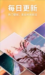 靈貓桌面壁紙
