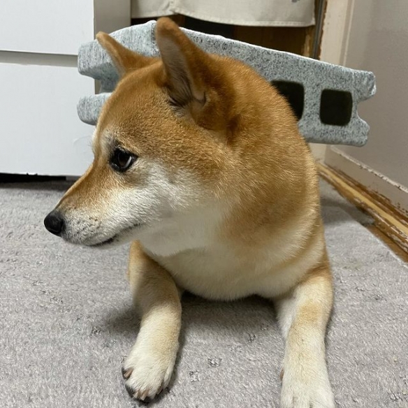 狗界影帝，柴犬被"磚塊"壓到表情很是逼真.