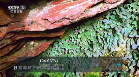 彩橋TV