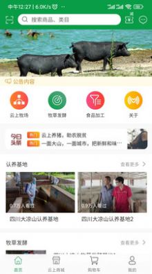 云上尋真