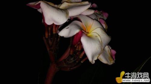 牛游戲網(wǎng)
