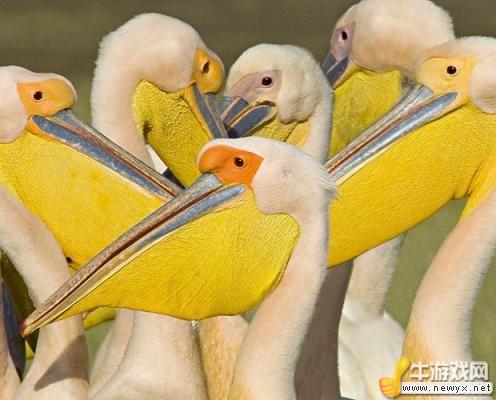 牛游戲網(wǎng)