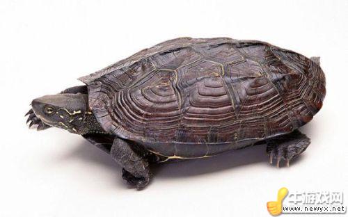 牛游戲網(wǎng)