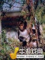 牛游戲網(wǎng)
