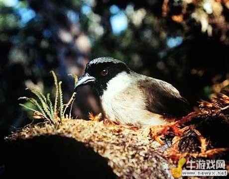 牛游戲網(wǎng)