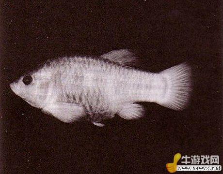 牛游戲網(wǎng)