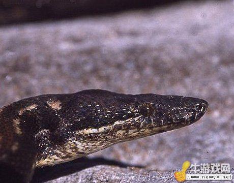 牛游戲網(wǎng)