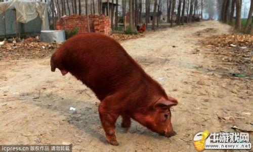 牛游戲網(wǎng)