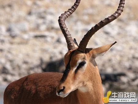 牛游戲網(wǎng)