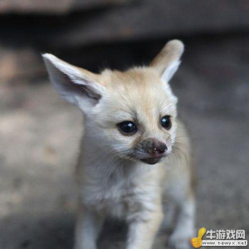牛游戲網(wǎng)