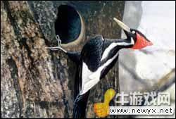 牛游戲網(wǎng)